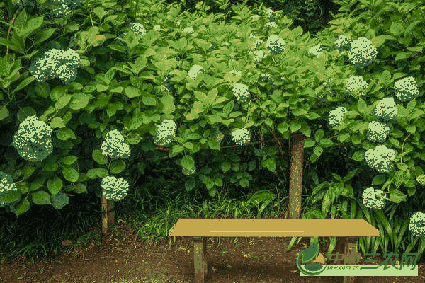 绣球花种植过程(绣球花如何栽培繁殖)